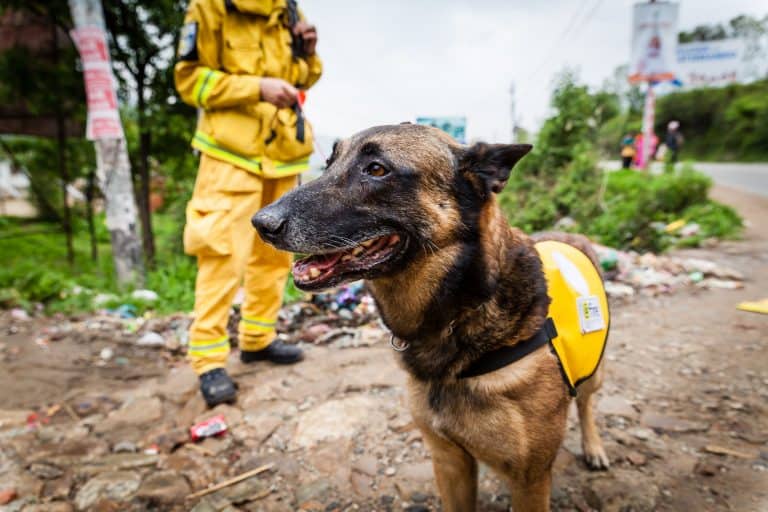 @fire - Internationaler Katastrophenschutz Rettungshund bei USAR-Einsatz in Nepal